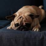 Why Choosing a Dog Should Never Be a Quick Decision