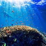 What Makes a Great Snorkeling Spot? Find Out from Experts