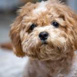 What Does a Pet Care Plan Actually Cover? Explained